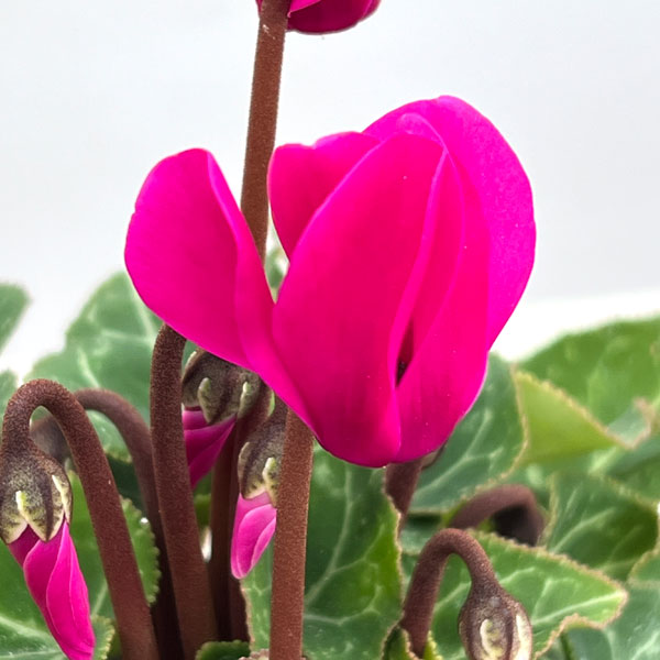 シクラメン:スーパーベラノ ダークバイオレットソーラー3号ポット