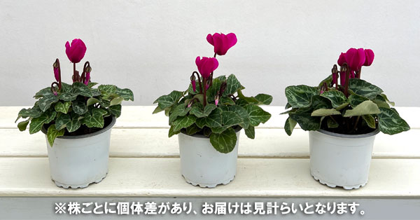 シクラメン:スーパーベラノ ダークバイオレットソーラー3号ポット