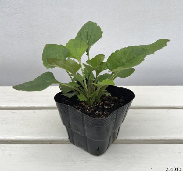 ルドベキア:プレーリーグロー3.5号ポット