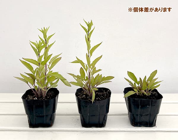 ルドベキア:ブラックジャックゴールド3.5号ポット