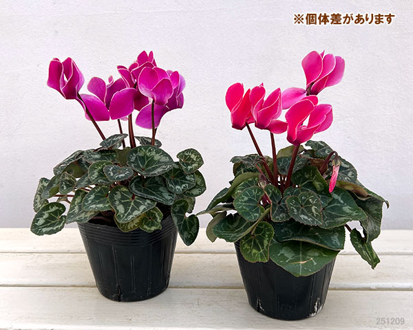 ：ドリームスケープ　ダークフレームミックス3.5号ポット 6株セット