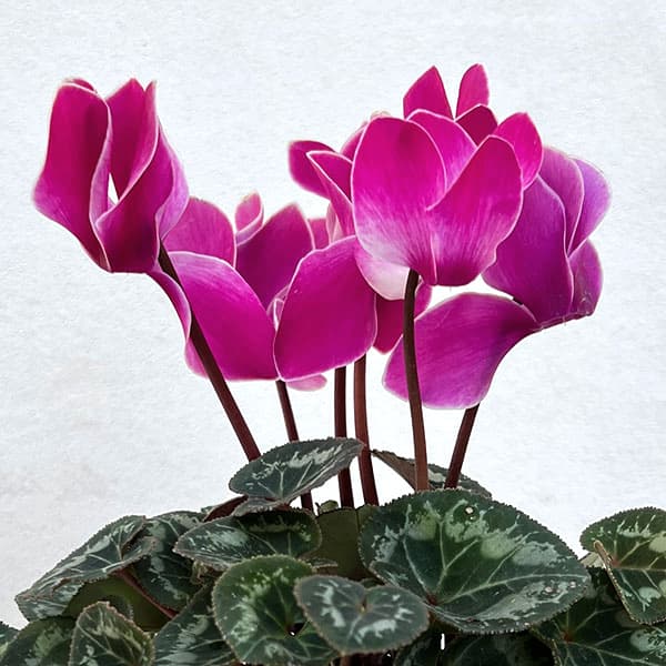 ：ドリームスケープ　ダークフレームミックス3.5号ポット 6株セット