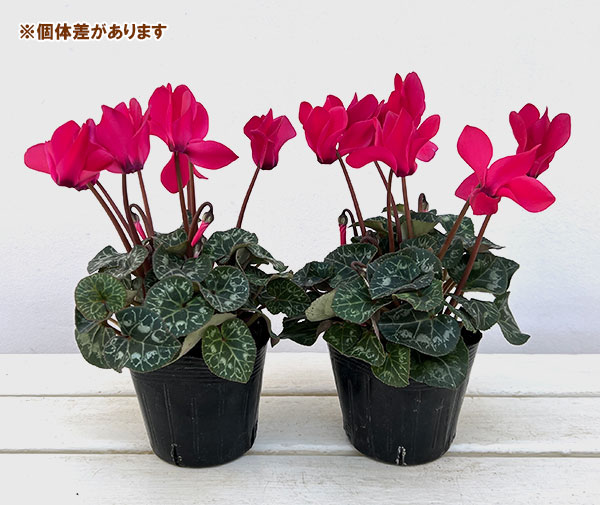 シクラメン:ドリームスケープ ディープローズ3.5号ポット 3株セット