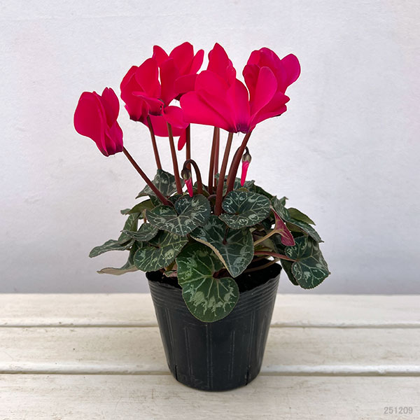 シクラメン:ドリームスケープ ディープローズ3.5号ポット 3株セット