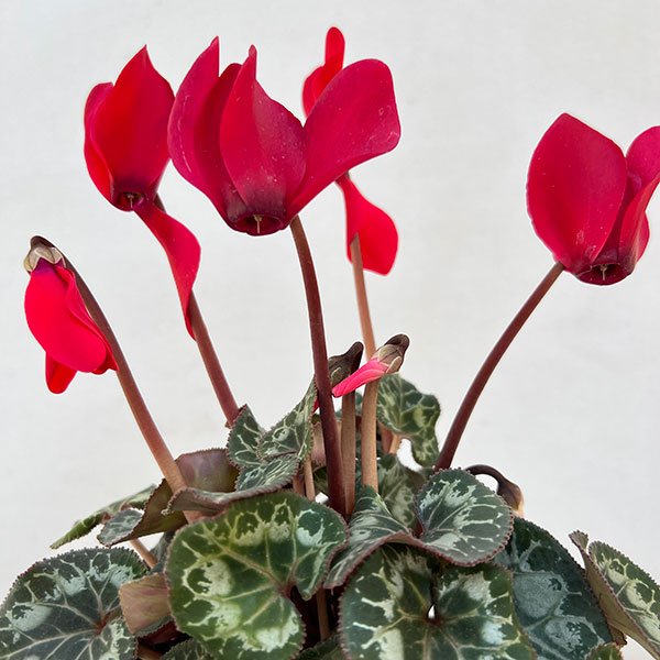 シクラメン:ドリームスケープ ブライトレッド3.5号ポット 3株セット