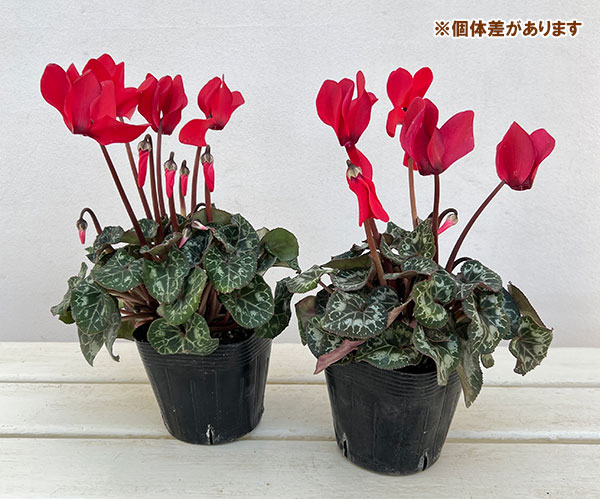 シクラメン:ドリームスケープ ブライトレッド3.5号ポット 3株セット