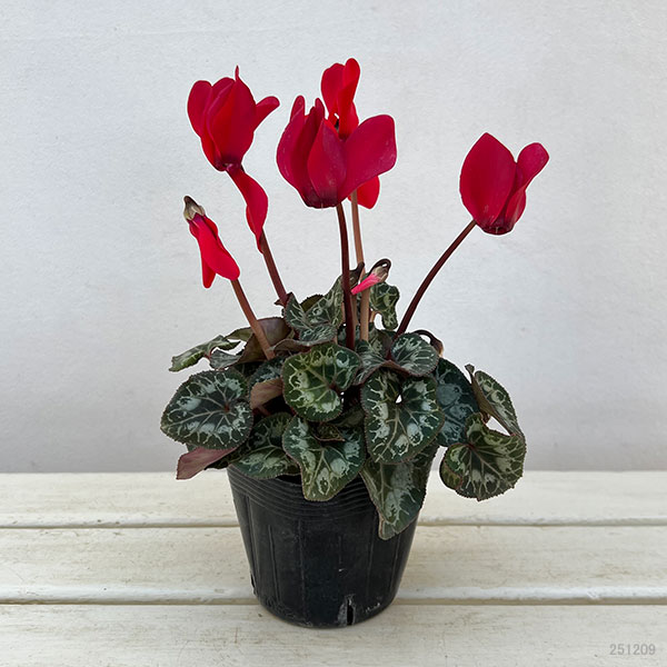 シクラメン:ドリームスケープ ブライトレッド3.5号ポット 3株セット