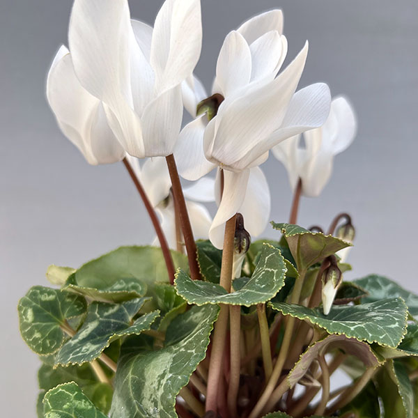 シクラメン:ドリームスケープ ホワイト3.5号ポット 6株セット