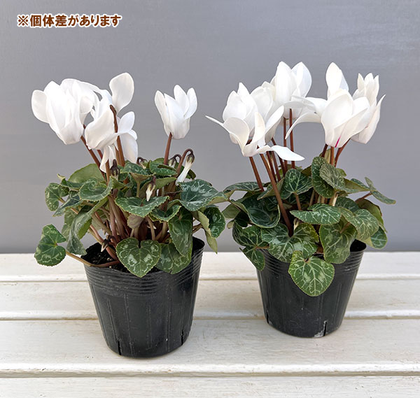 シクラメン:ドリームスケープ ホワイト3.5号ポット 6株セット