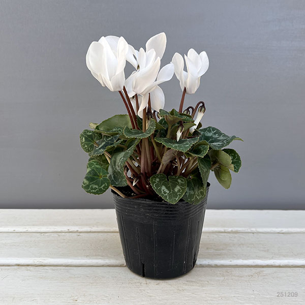 シクラメン:ドリームスケープ ホワイト3.5号ポット 6株セット