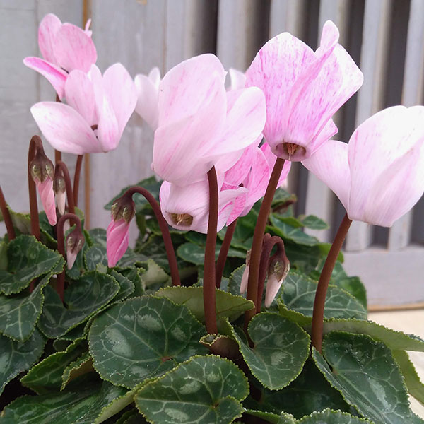 園芸ネット本店｜シクラメン：クレヨン ピンク3号ポット* の通販【公式】