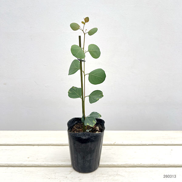 ユーカリ：シルバーダラー3-3.5号ポット