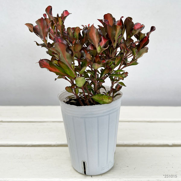 コプロスマ:パシフィックサンセット2.5号ポット