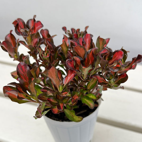 コプロスマ:パシフィックサンセット2.5号ポット