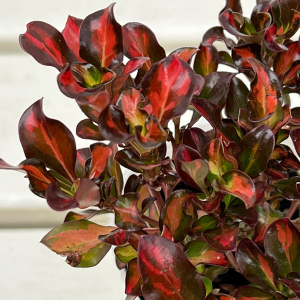 コプロスマ:パシフィックサンセット2.5号ポット