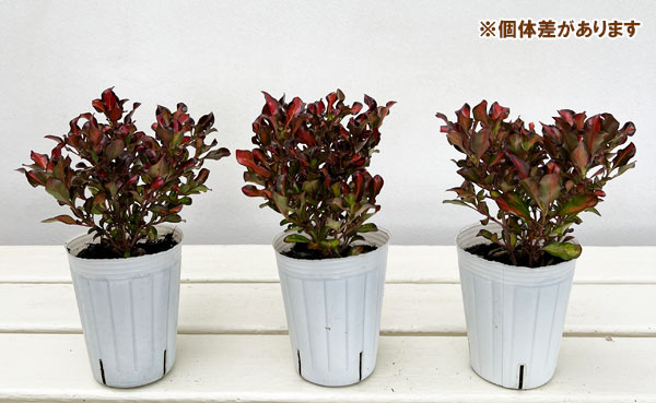 コプロスマ:パシフィックサンセット2.5号ポット