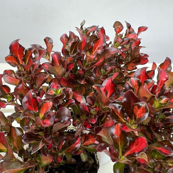 コプロスマ:パシフィックサンセット2.5号ポット