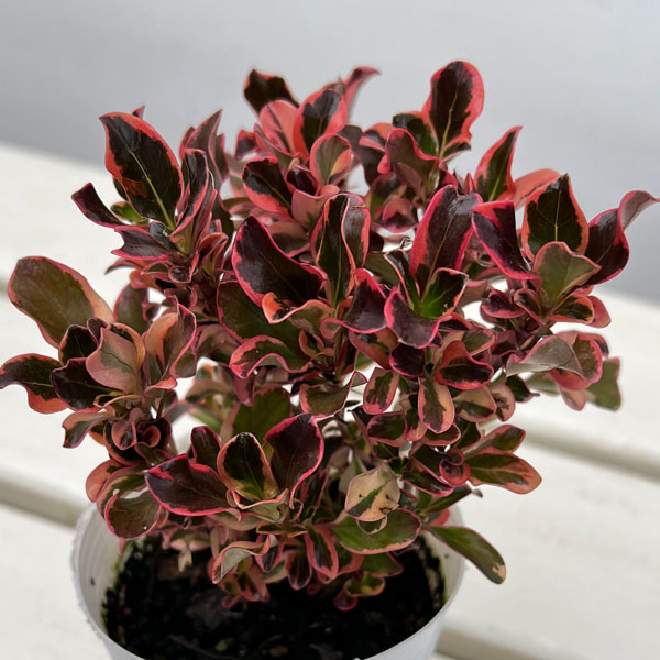 コプロスマ:パシフィックサンライズ2.5号ポット