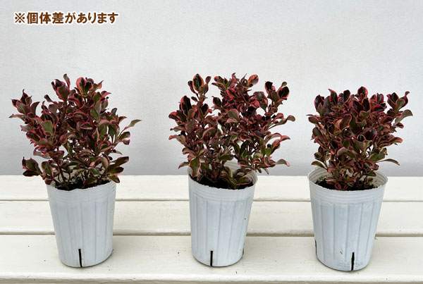 コプロスマ:パシフィックサンライズ2.5号ポット