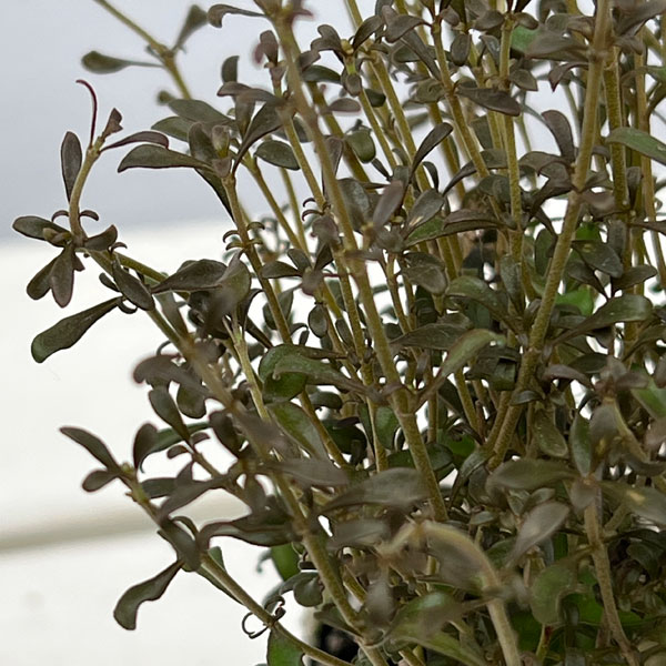 コプロスマ:チョコレートソルジャー2.5号ポット