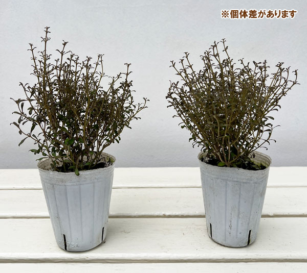 コプロスマ:チョコレートソルジャー2.5号ポット