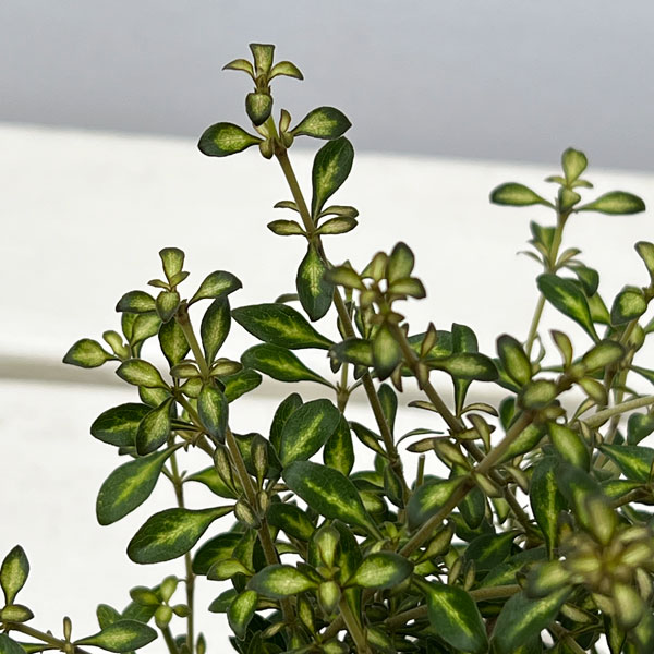 コプロスマ:ビートソンズゴールド2.5号ポット