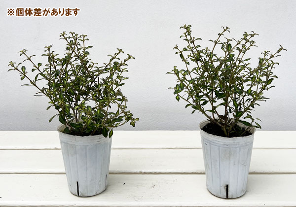 コプロスマ:ビートソンズゴールド2.5号ポット