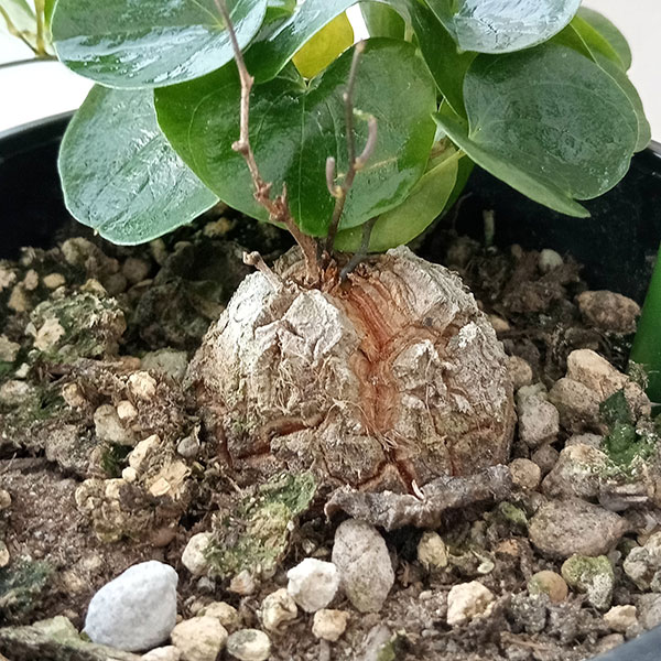 亀甲竜【OGUCHIさん専用】ごつごつタイプ大株 Amazon｜ディオスコレア