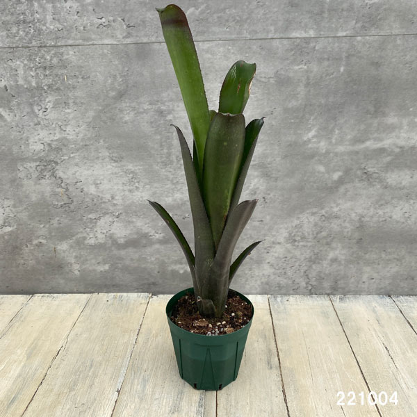 ビルベルギア：ミスターボージャングル　3.5号