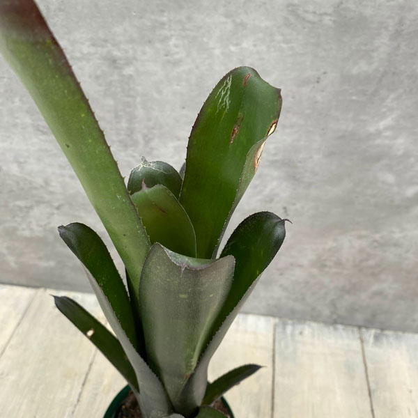 ビルベルギア：ミスターボージャングル　3.5号