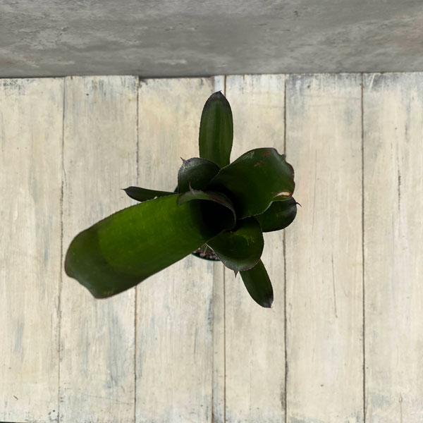 ビルベルギア：ミスターボージャングル　3.5号