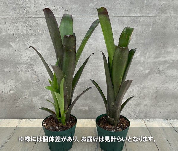 ビルベルギア：ミスターボージャングル　3.5号