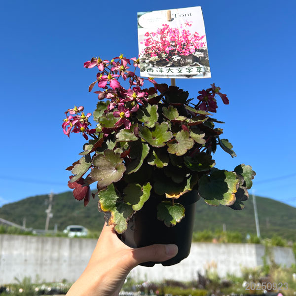 サキシフラガ:ダンシングピクシー トーニ(Toni)4.5号ポット