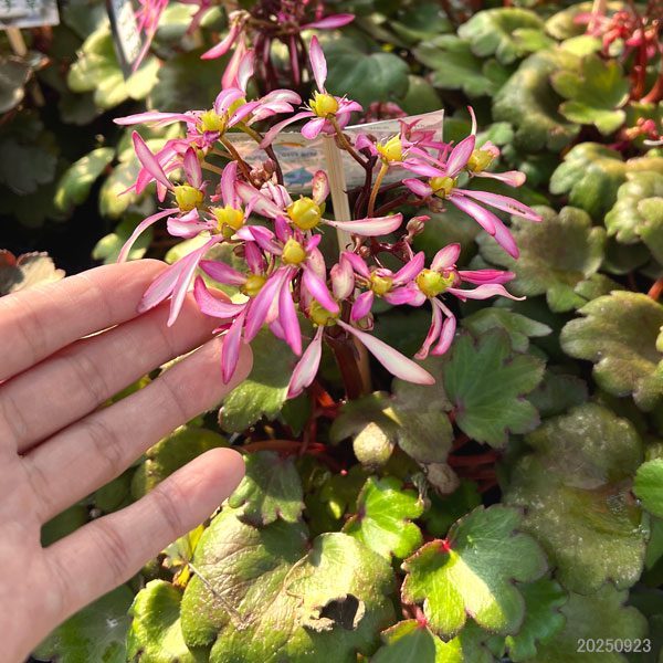 サキシフラガ:ダンシングピクシー チーニ(Tini)4.5号ポット