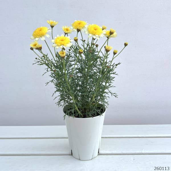 マーガレット:ソレミオ4号鉢植え