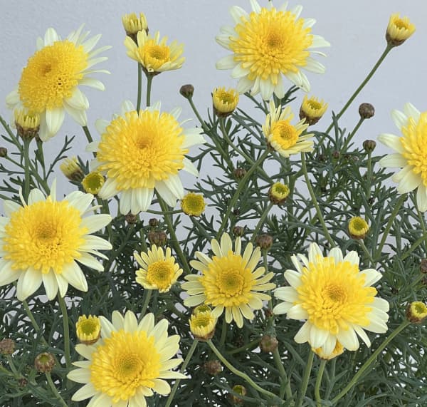 マーガレット:ソレミオ4号鉢植え