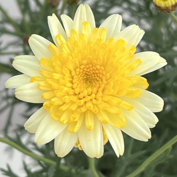 マーガレット:ソレミオ4号鉢植え