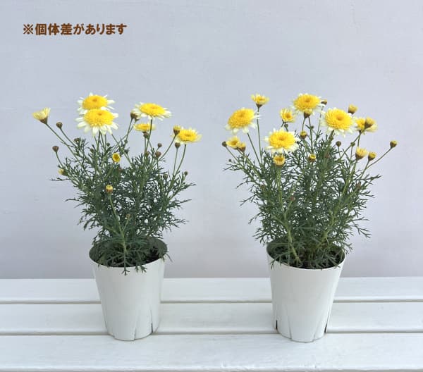 マーガレット:ソレミオ4号鉢植え