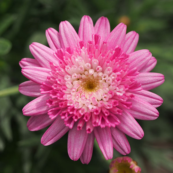 マーガレット：スゥイートピンク5号鉢植え