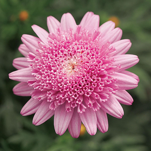 マーガレット：スゥイートピンク5号鉢植え