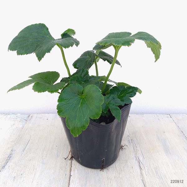 シュウメイギク（秋明菊）：フォワールウインド3.5号ポット