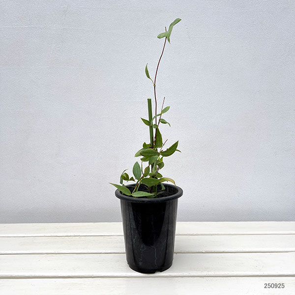 クレマチス：しずく（雫）4号ポット