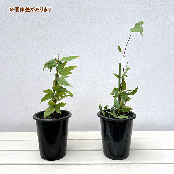 クレマチス：しずく（雫）4号ポット