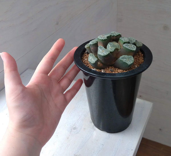 ハオルチア：万象 大白菊（扁平窓・太白線模様） 3.5号22-01 の通販  