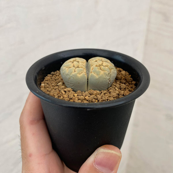 リトープス:黄金琥珀玉 2.5号鉢植え