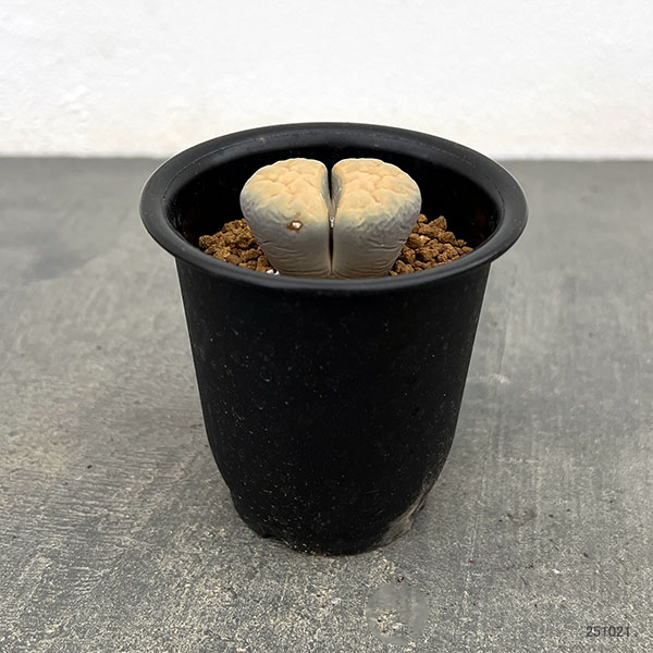 リトープス：黄金琥珀玉　2.5号鉢植え