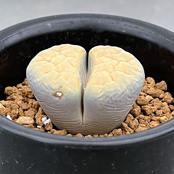 リトープス：黄金琥珀玉　2.5号鉢植え