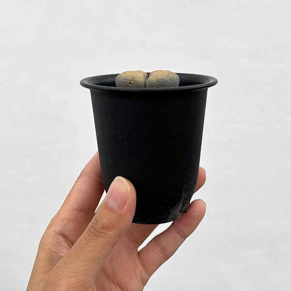 リトープス：黄金琥珀玉　2.5号鉢植え