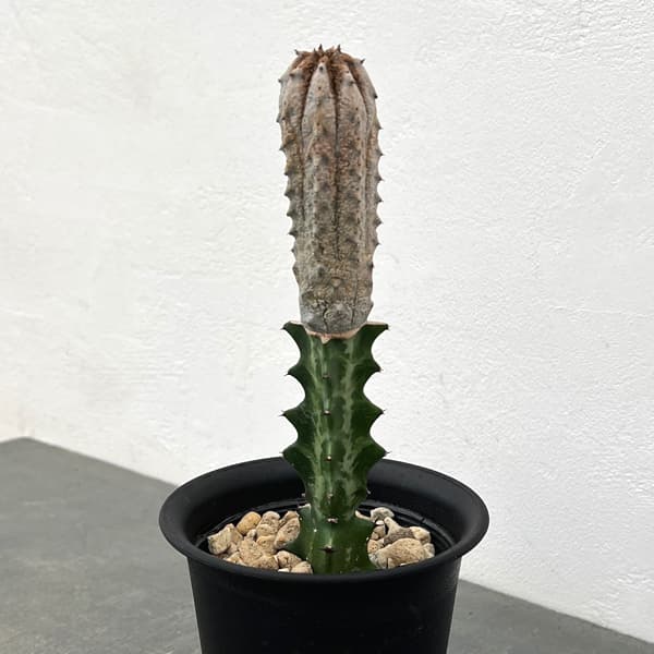 ユーフォルビア：アブデルクリグレー　4号（接ぎ木仕立て）