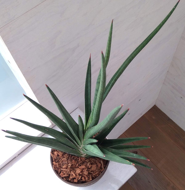 ト*1様 【コレクション株】【6株】(発根済)サンスベリア プフィステリー サンセベリア プフィステリー「Sansevieria pfisterii」2/8-49